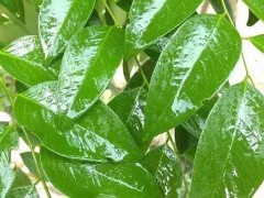 表面活性剂与农药助剂，农药助剂有几种？